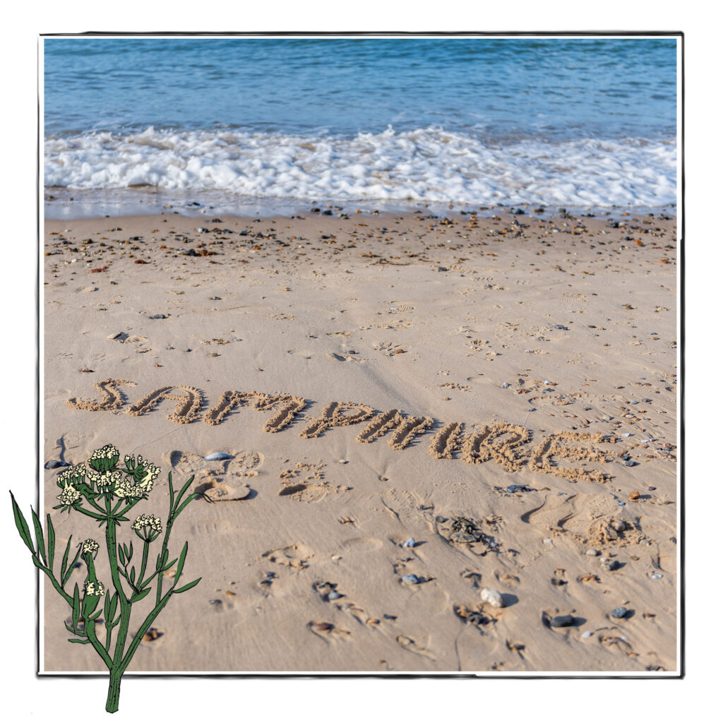 Values preview image of Samphire written in the sand at the beach.