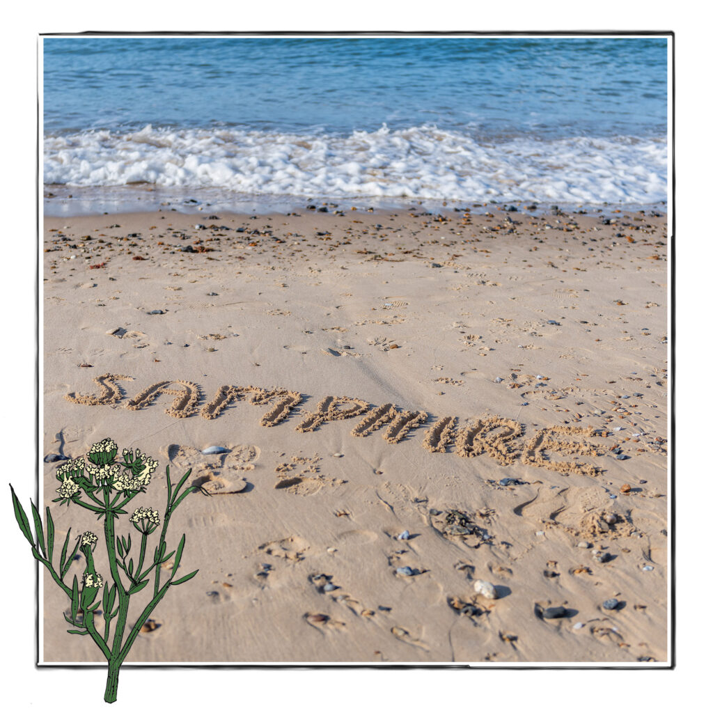 Image of the word Samphire written in the sand on a beach in Norfolk, UK, framed with a sketch line and overlaid with a hand drawn image of samphire